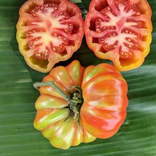 Red ribbed tomato