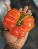 Red ruffled tomato