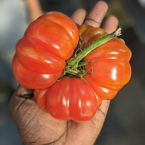 Red ruffled tomato