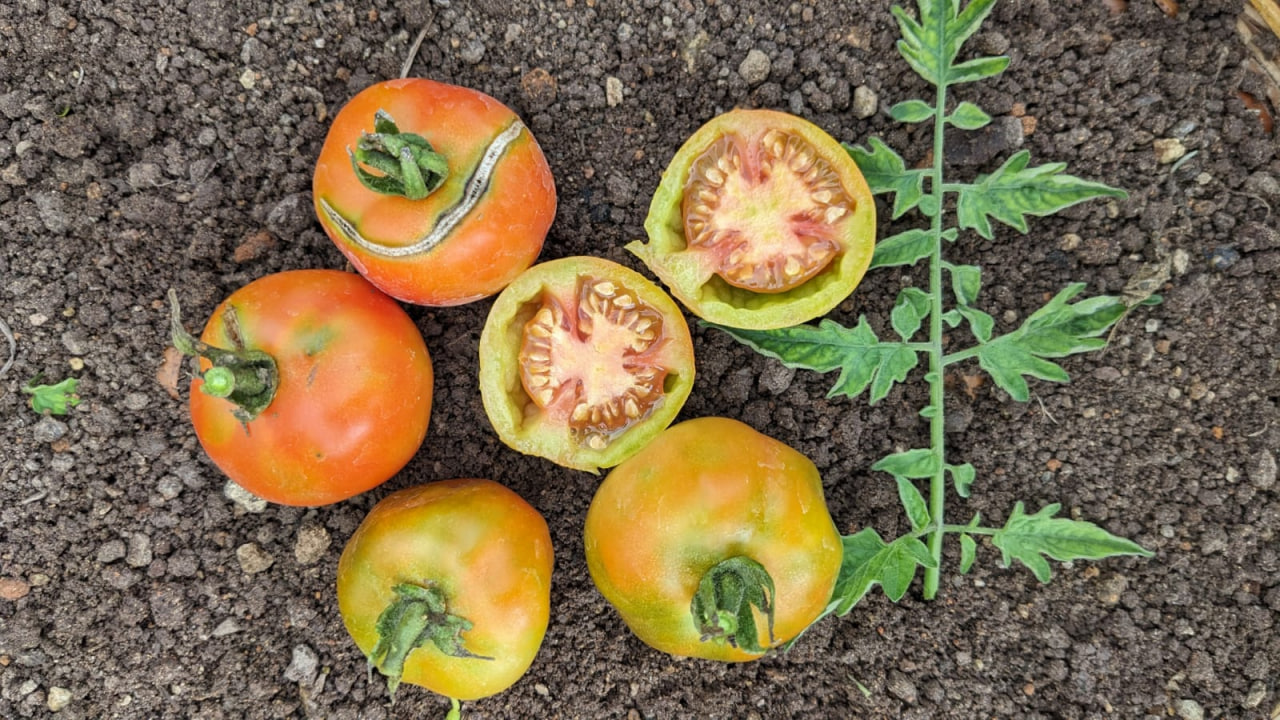 Red stuffer tomato(30 - 40seeds ) - Image 2