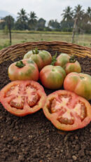 Red stuffer tomato