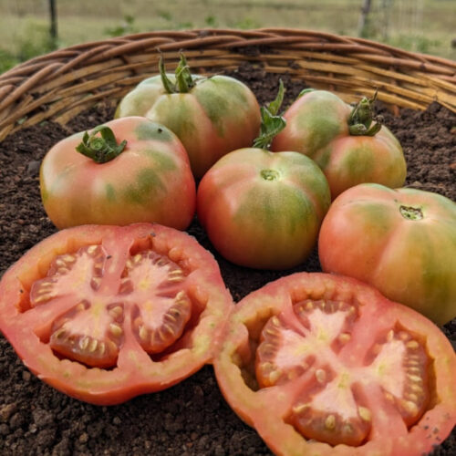 Red stuffer tomato