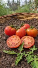 Red vine Tomato