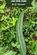 Ridge gourd