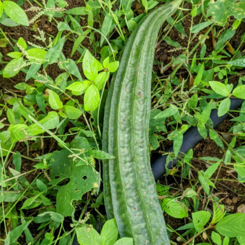 Ridge gourd