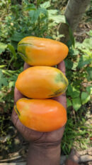 Roma orange Tomato