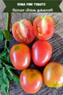 Roma pink Tomato