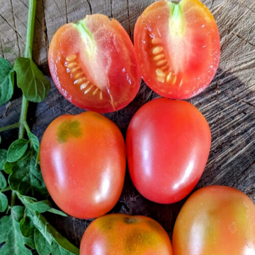Roma pink Tomato