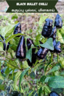 Royal black chilli