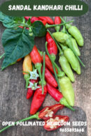 Sandal kandhari chilli