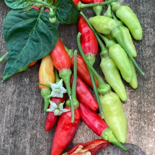 Sandal kandhari chilli