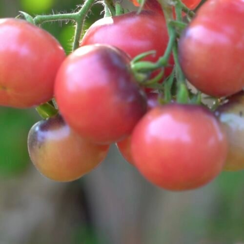 Pink shade Tomato(30 - 40seeds )