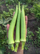 Shri okra (பச்சை உருட்டு வெண்டை)