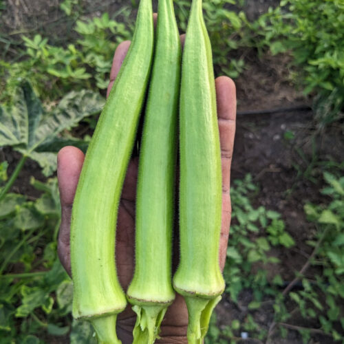 Shri okra (பச்சை உருட்டு வெண்டை)