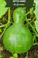 Small bottle gourd -09