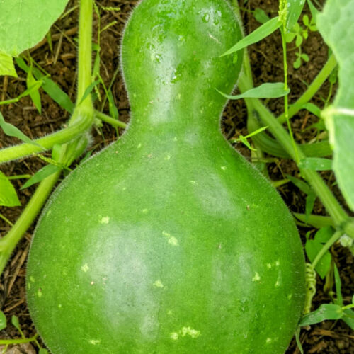 Small bottle gourd -09