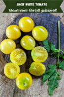 Snow white cherry Tomato