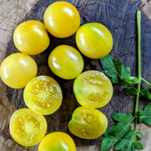 Snow white cherry Tomato