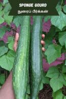Sponge Gourd (நுரை பீர்க்கன்)