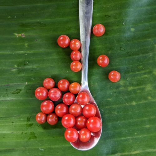 Spoon tomato
