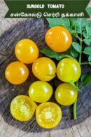 Sungold Tomato