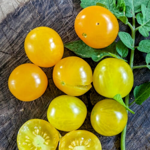 Sungold Tomato
