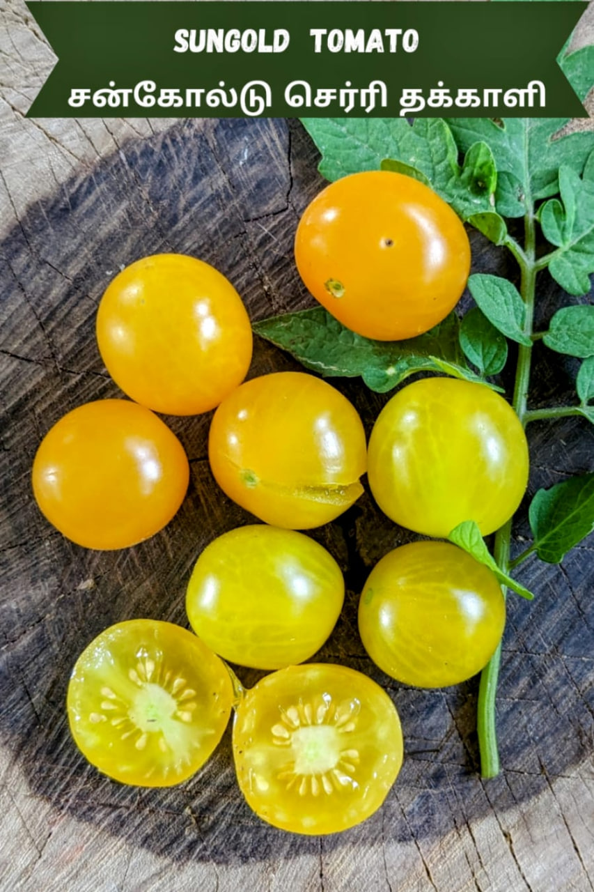 Sungold Tomato