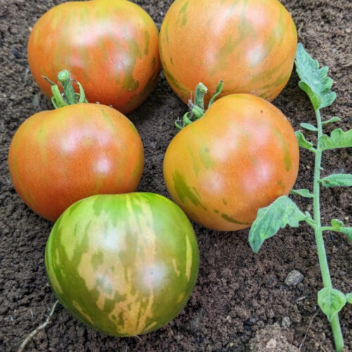 Tigerla tomato