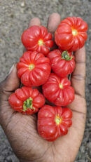 Togo tomato லைபீரியா தக்காளி