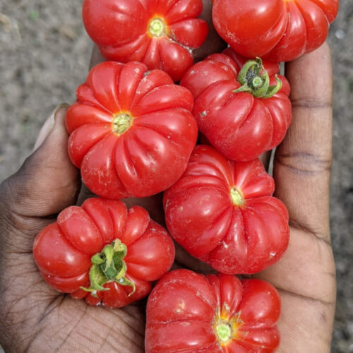 Togo tomato லைபீரியா தக்காளி
