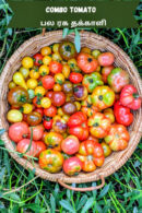 Tomato combo