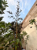 Tree okra (அசாம் மர வெண்டை)