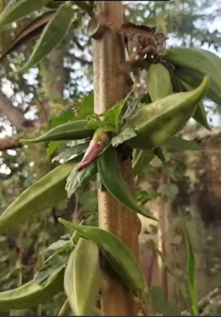 Tree okra (அசாம் மர வெண்டை) - Image 3
