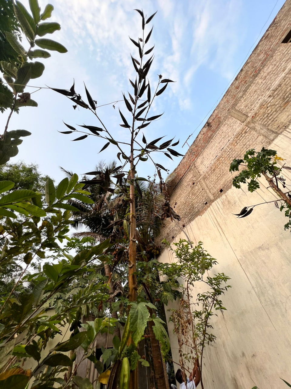 Tree okra (அசாம் மர வெண்டை)