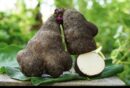 வெற்றிலை வள்ளி கிழங்கு (Greater yam)