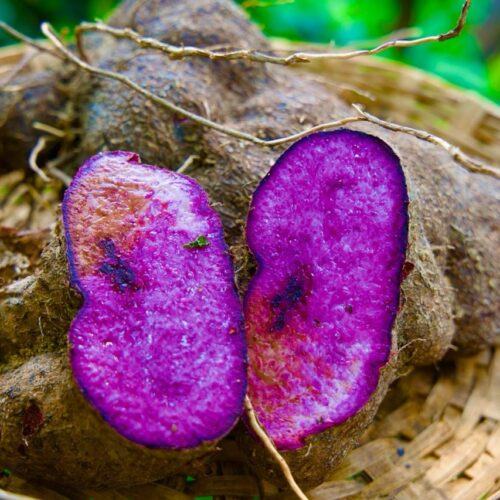 ராசவள்ளி கிழங்கு (Purple yam)