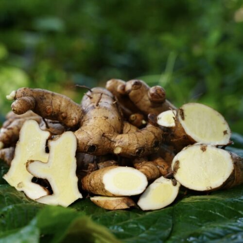 மாஇஞ்சி -Mango ginger