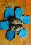 கரு மஞ்சள் (Black Turmeric)