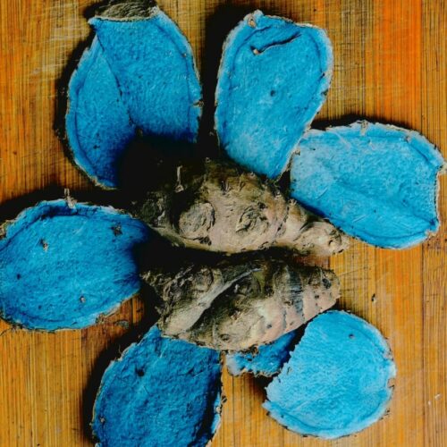 கரு மஞ்சள் (Black Turmeric)