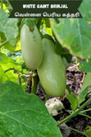 White gaint brinjal