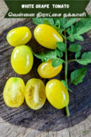 White grape Tomato