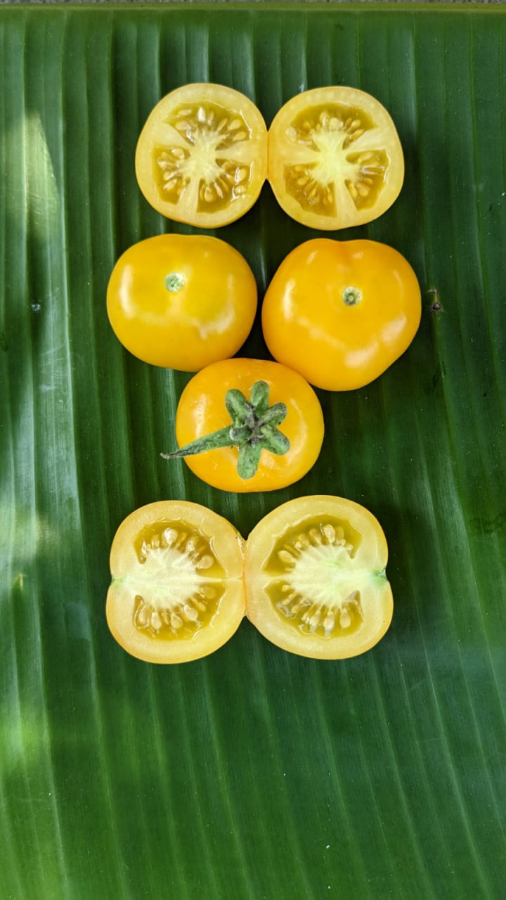 Yellow Berry Tomato(30-40 seeds ) - Image 2