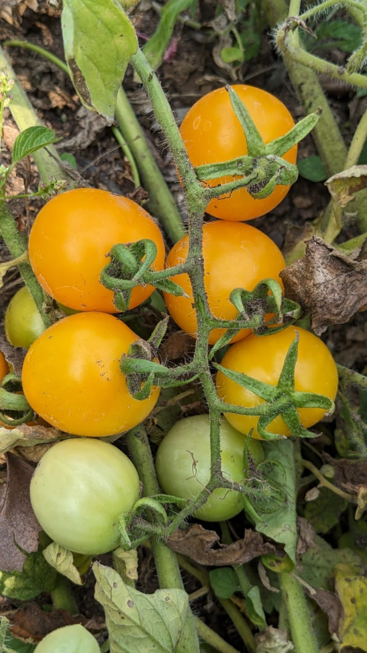 Yellow Berry Tomato
