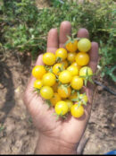 Yellow cherry Tomato (மஞ்சள் காட்டு தக்காளி)