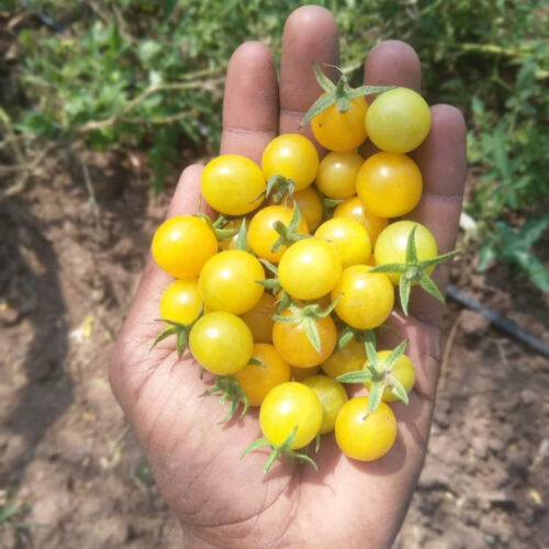 Yellow cherry Tomato (மஞ்சள் காட்டு தக்காளி)