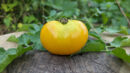Yellow doyong Tomato