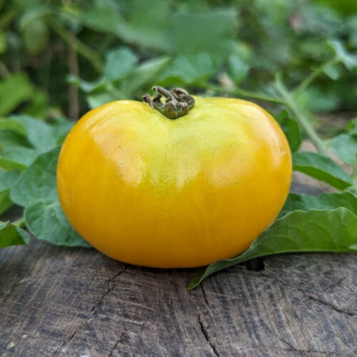 Yellow doyong Tomato