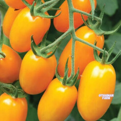 Yellow grapes tomato