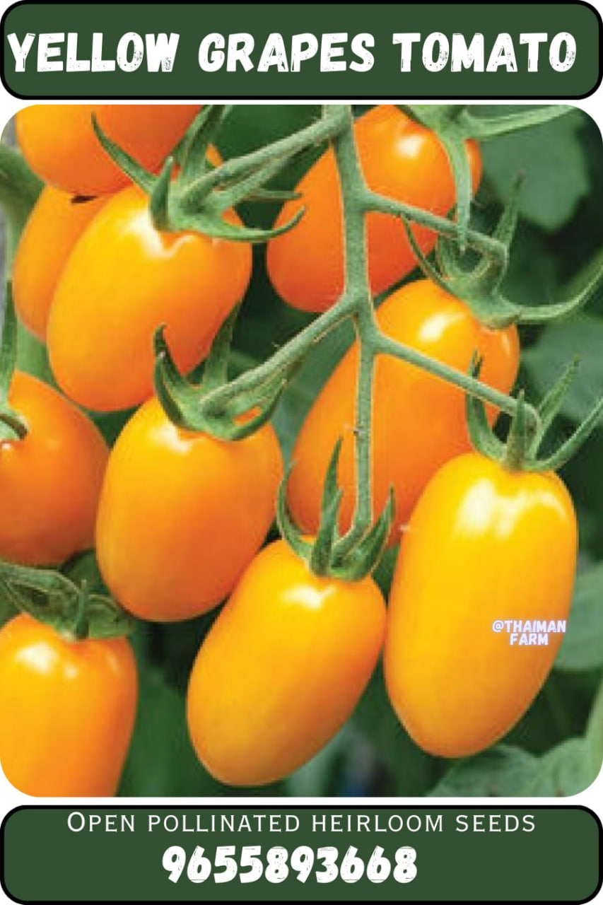 Yellow grapes tomato