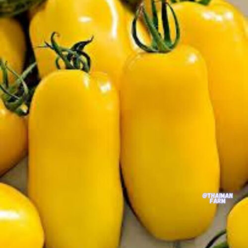 Yellow long tomato